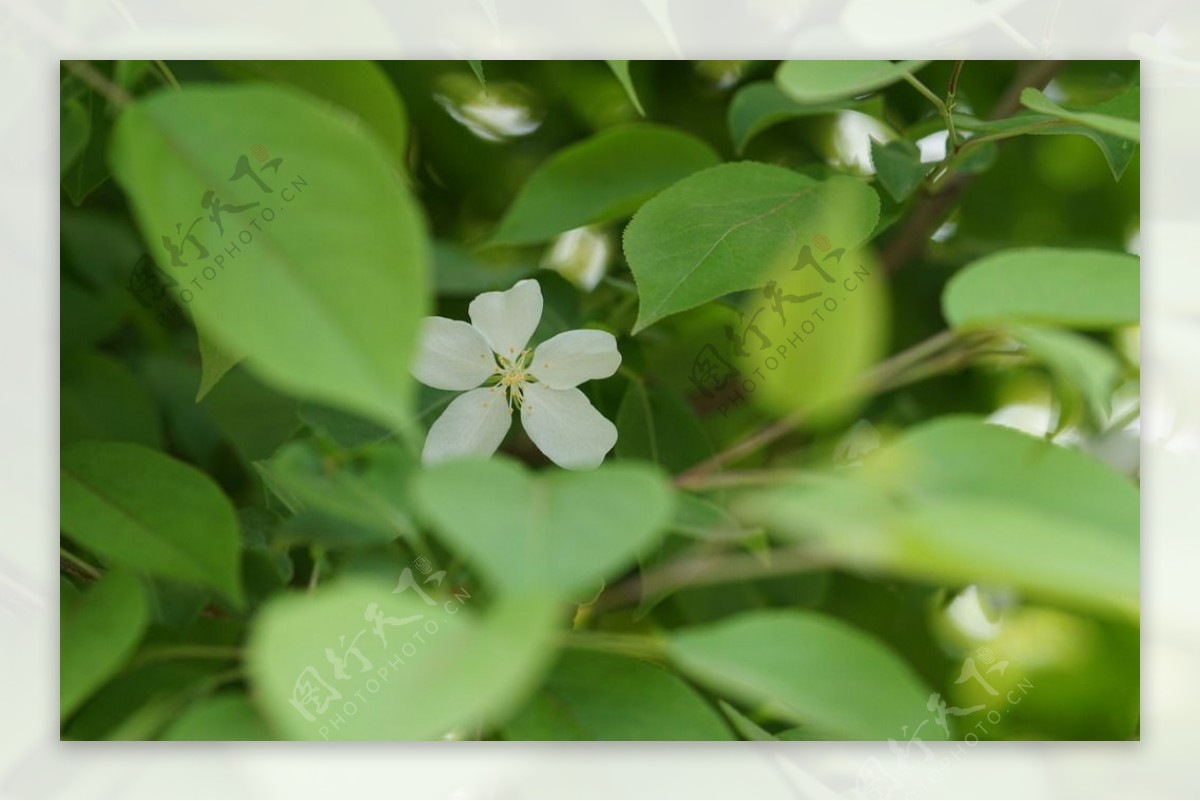 高清白色海棠花
