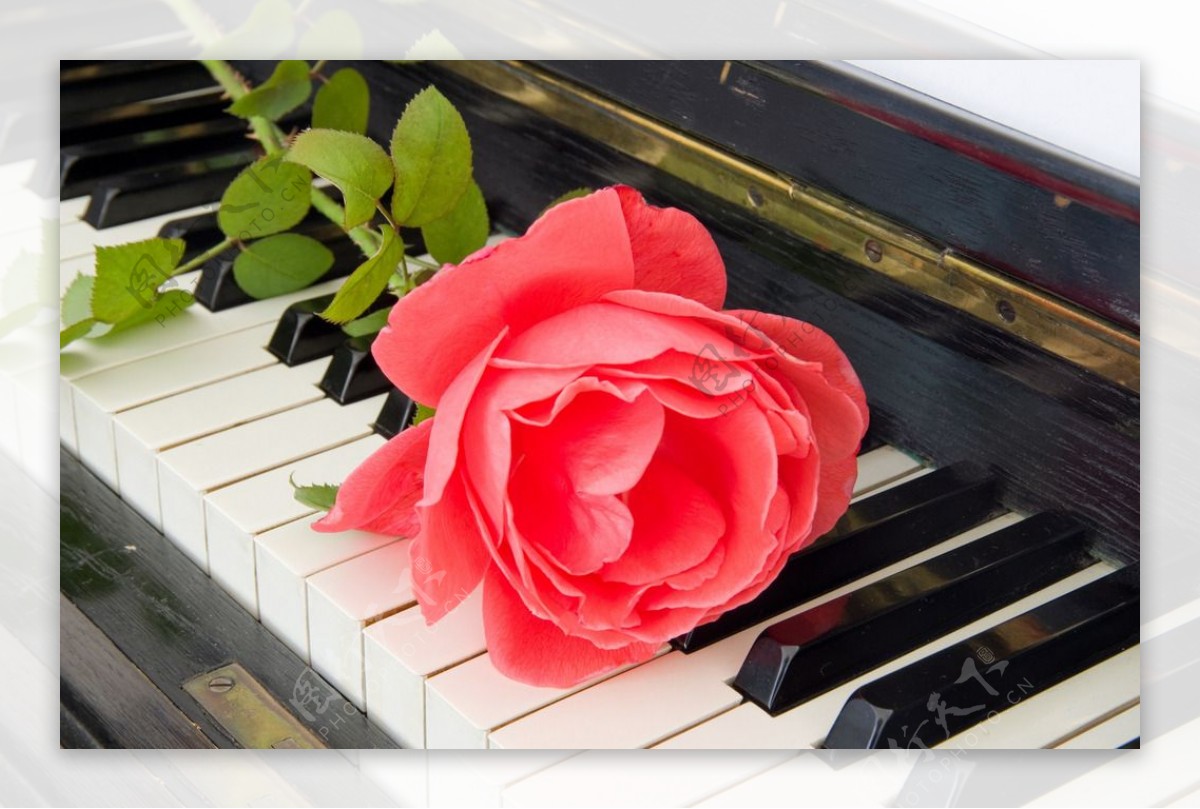 钢琴上的玫瑰花