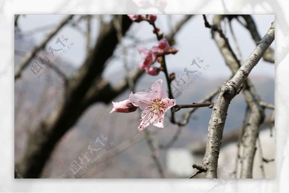 桃花枝