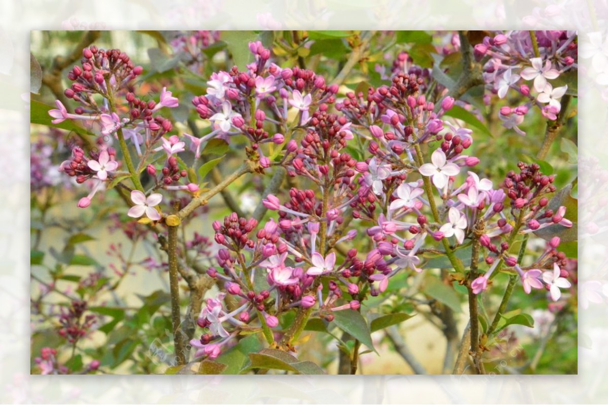 丁香花