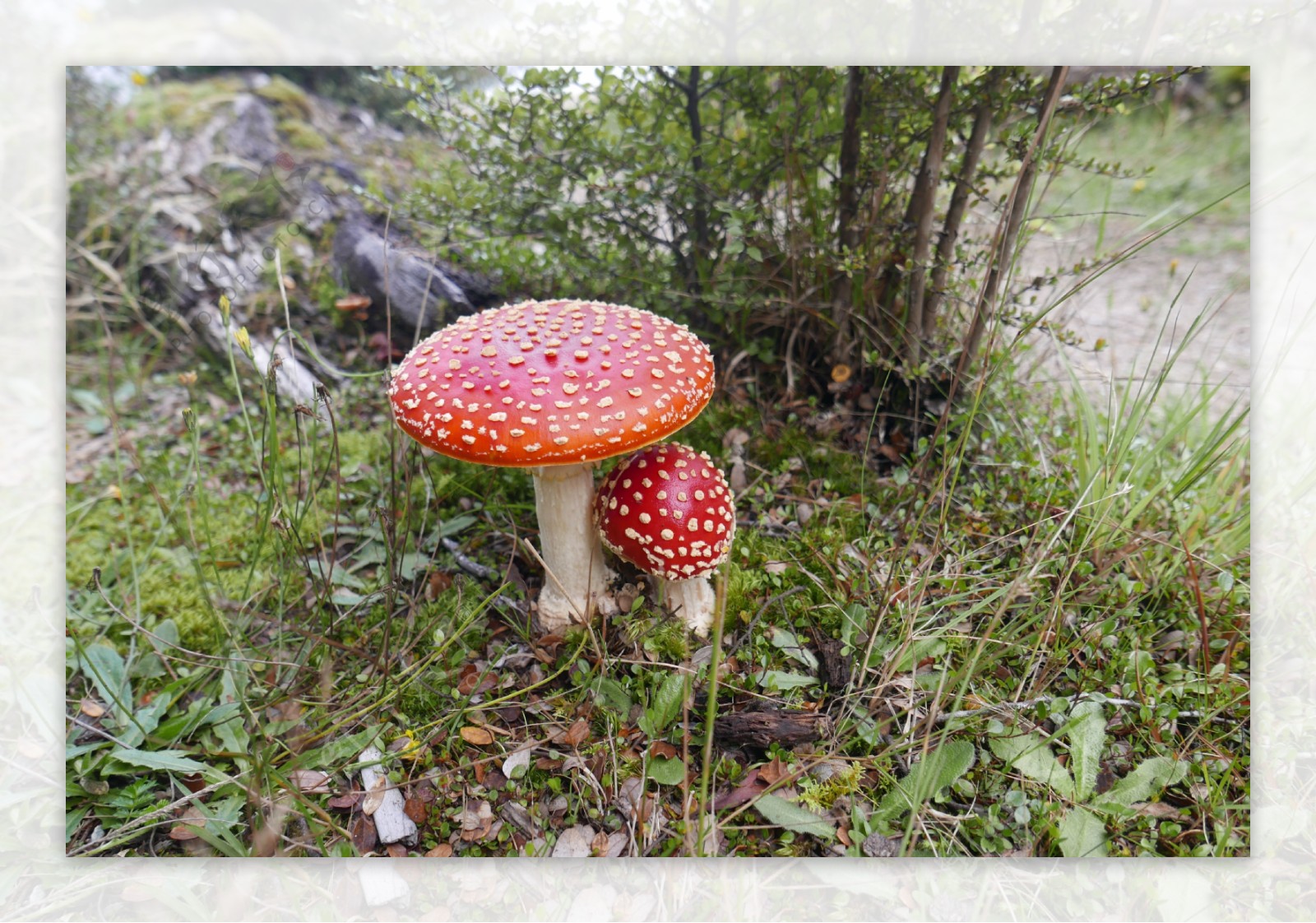 有毒的红蘑菇