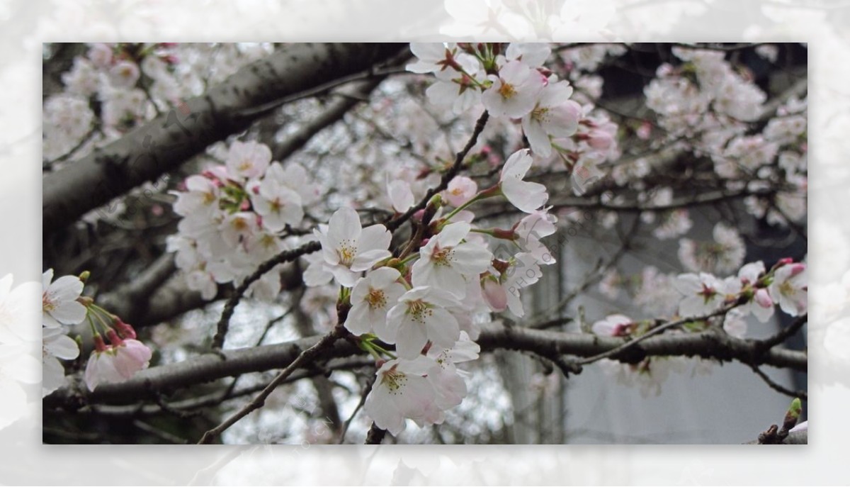 樱花早樱