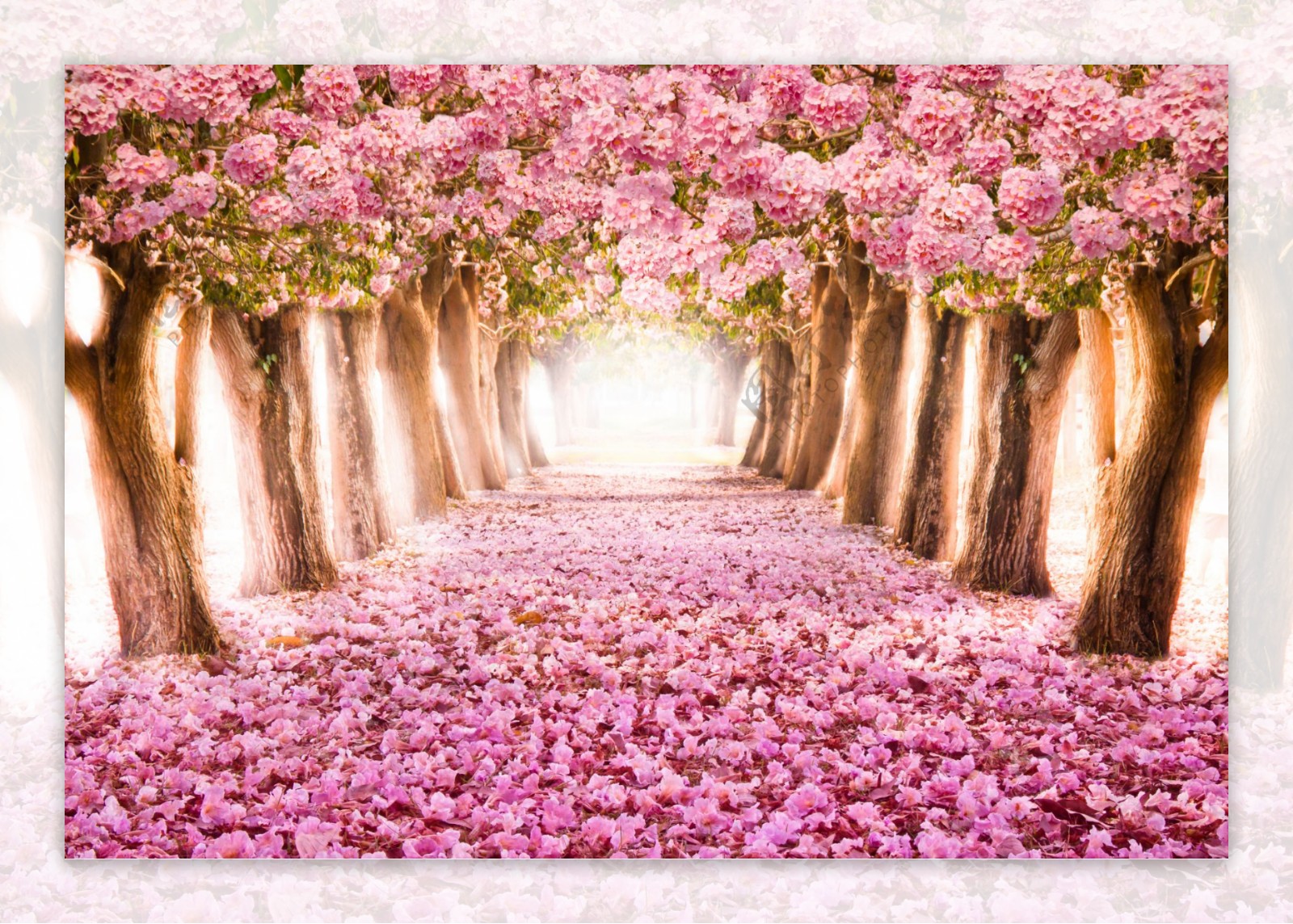 Pink Flowers Blossom Season Background 4k, HD Flowers, 4k Wallpapers ...