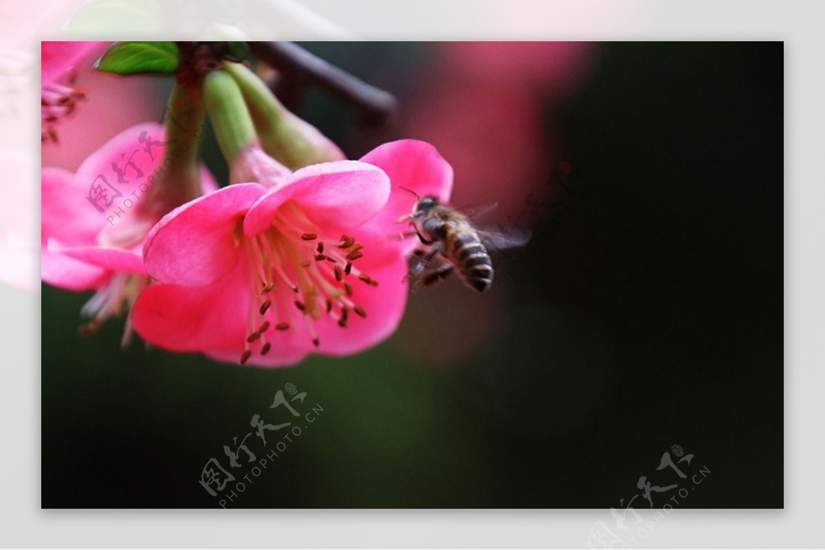 蜜蜂与海棠