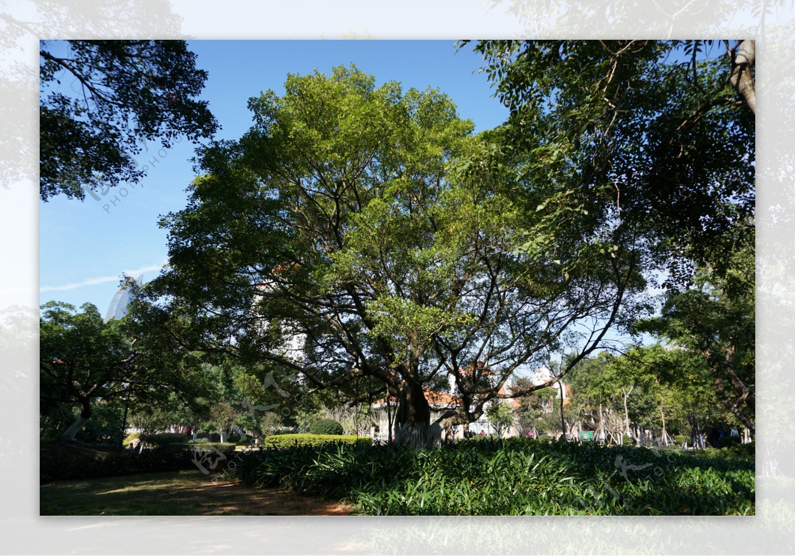 厦门大学校园树