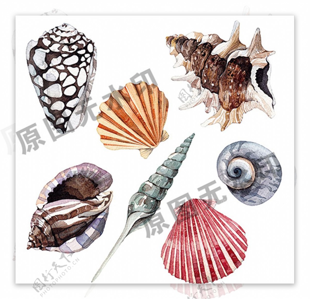 海洋海岛旅游贝壳海螺手绘插图