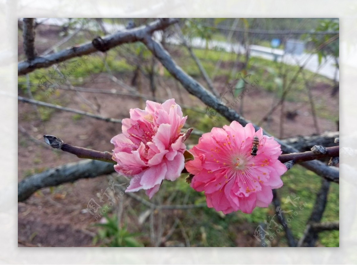 桃花与蜜蜂