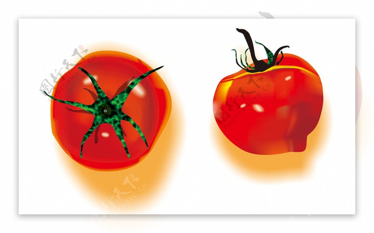 手绘新鲜的西红柿矢量图