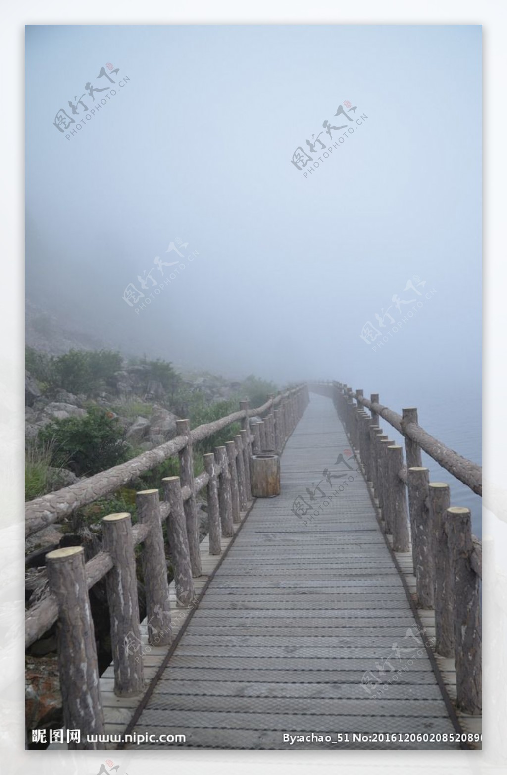 西昌螺髻山螺髻山水中古树