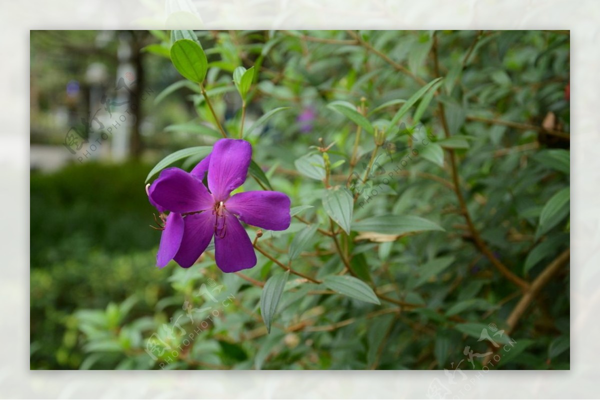 花草