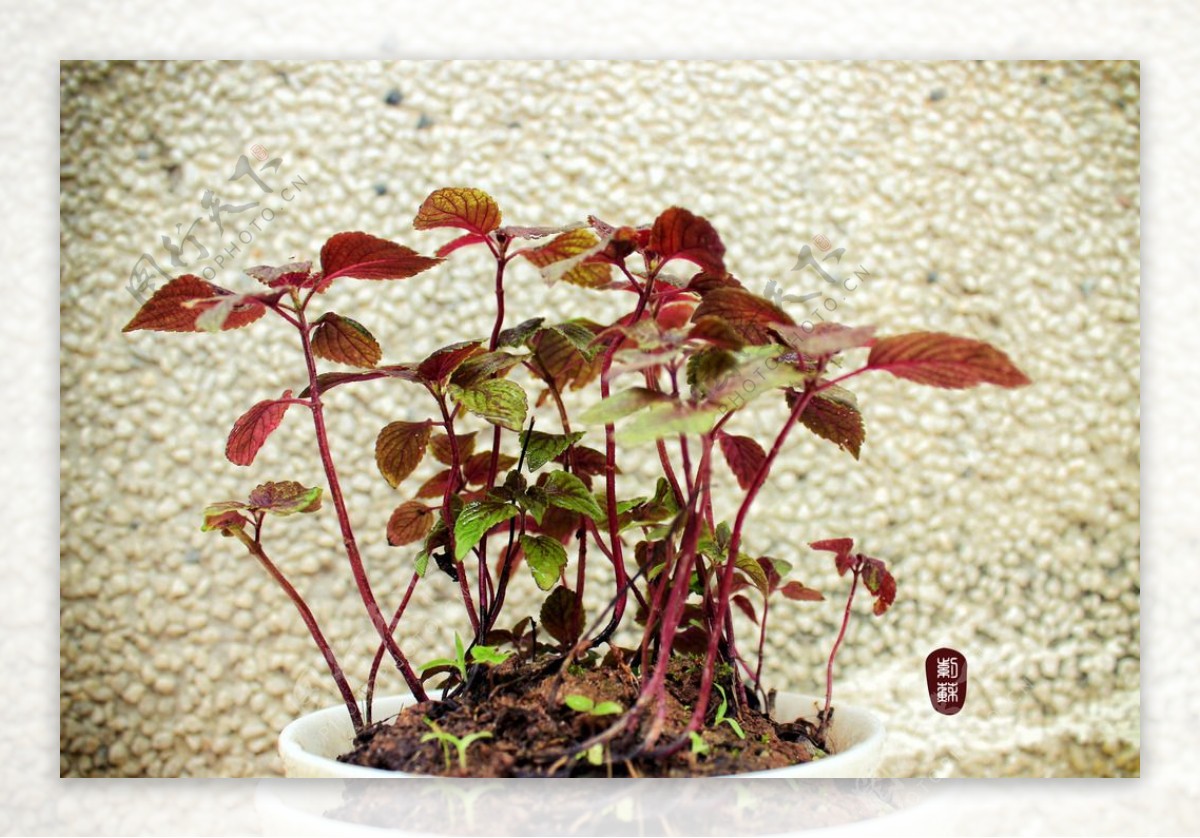 紫苏-秦巴野生植物-图片