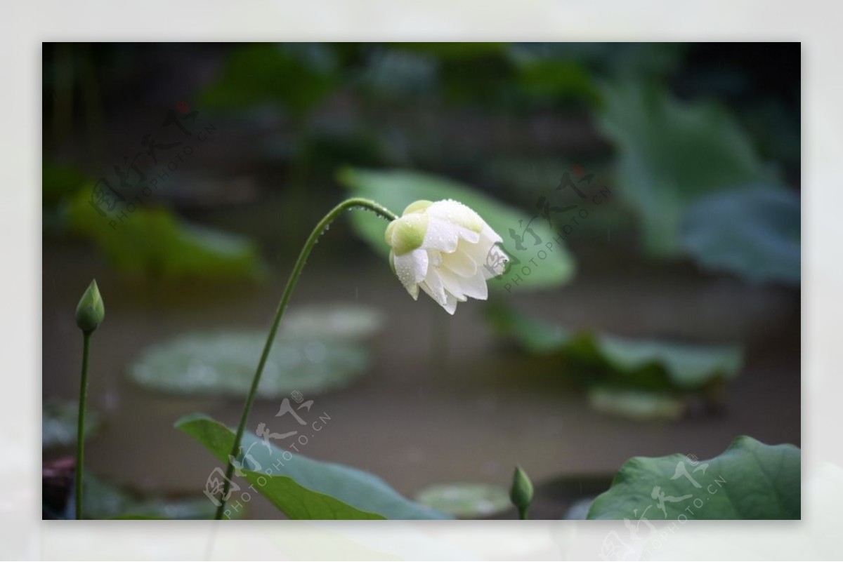 荷花雨荷