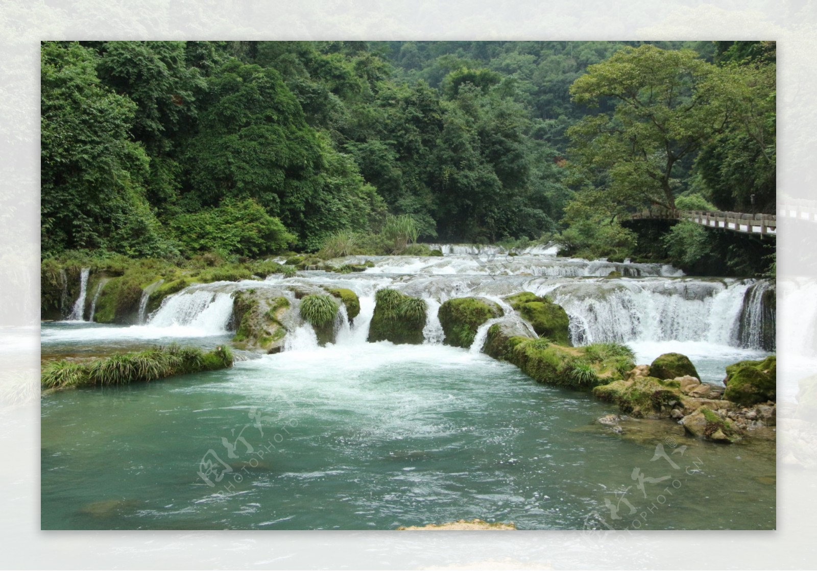 黄果树