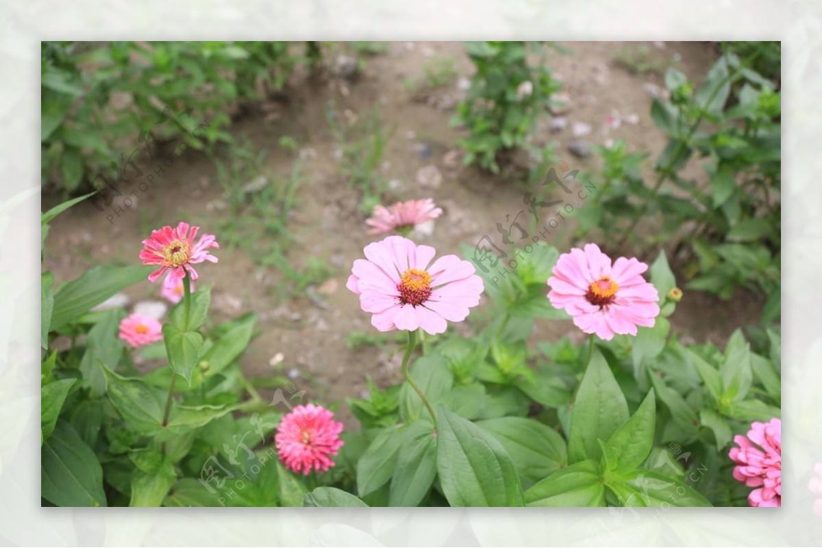 雏菊百日菊