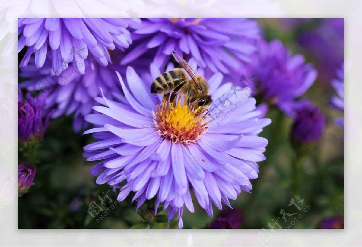 紫菊与蜜蜂