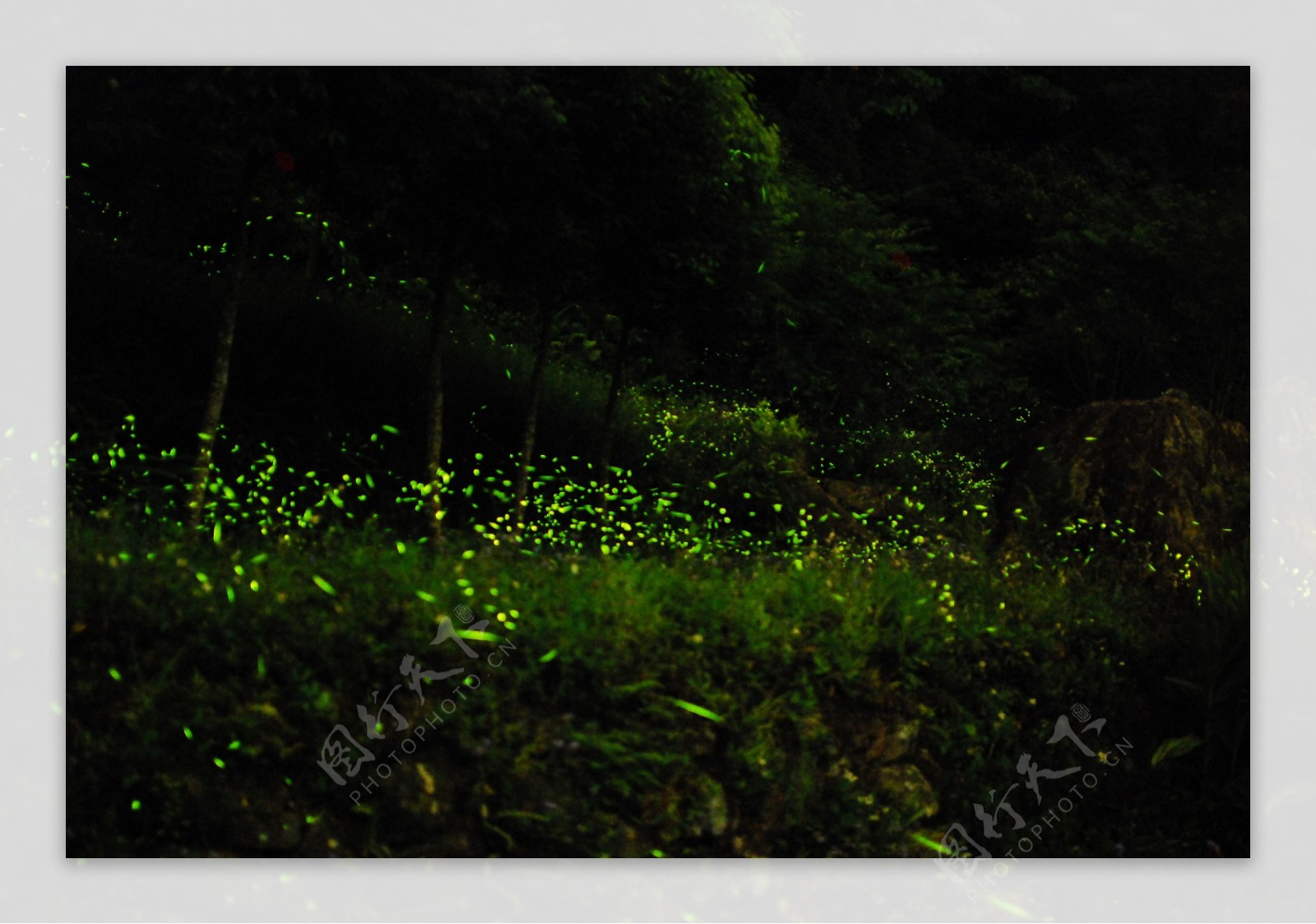 萤光森林