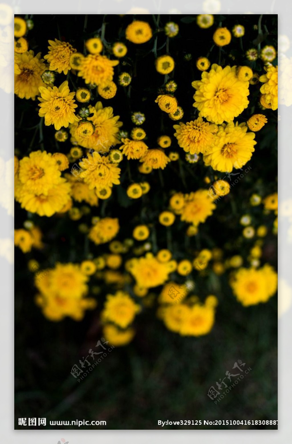 上海植物园花展摄影
