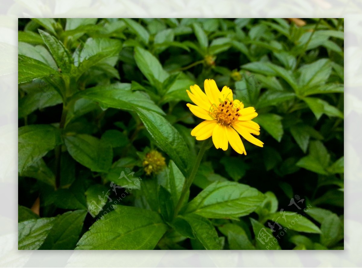 野菊花