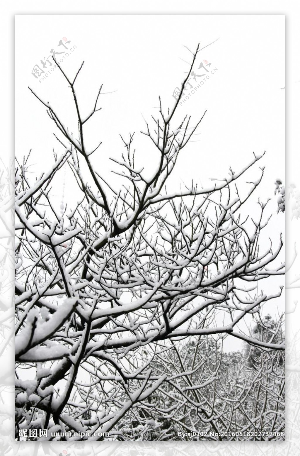 冬天的雪树