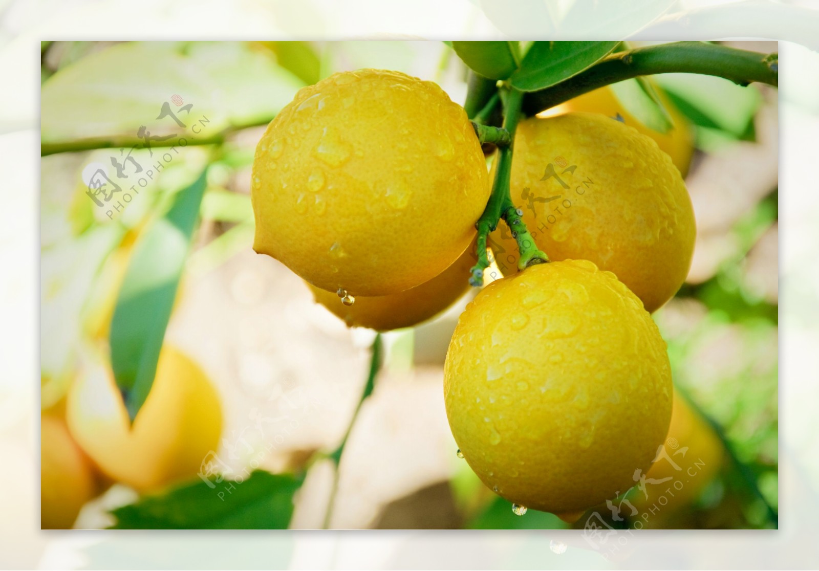 柠檬树Lemontree
