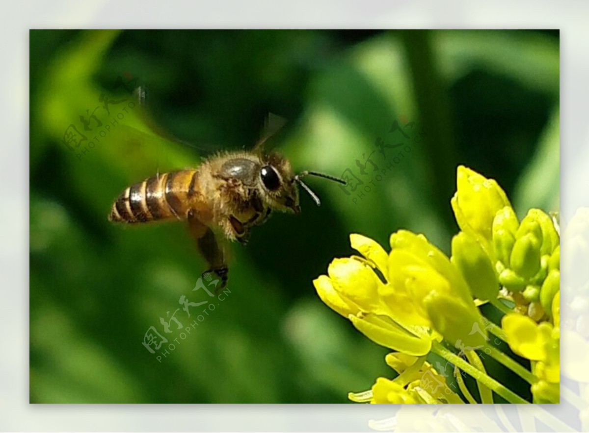 抓拍蜜蜂采蜜
