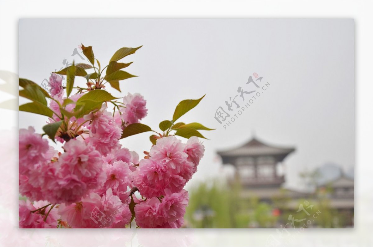 青龙寺的樱花
