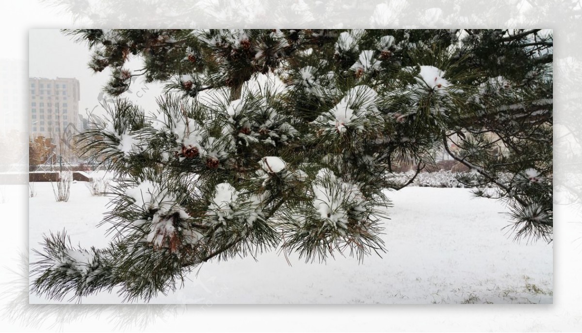 松树枝叶上的雪