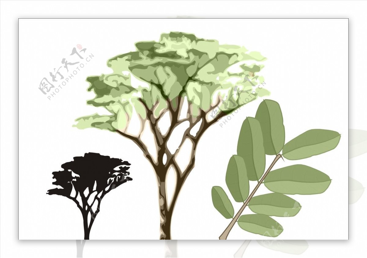 非洲种状短盖豆木