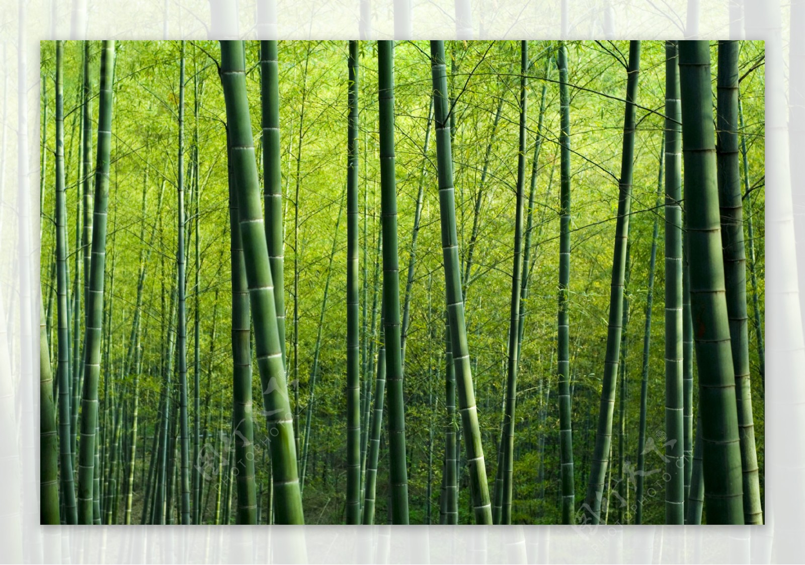 绿色竹林风景