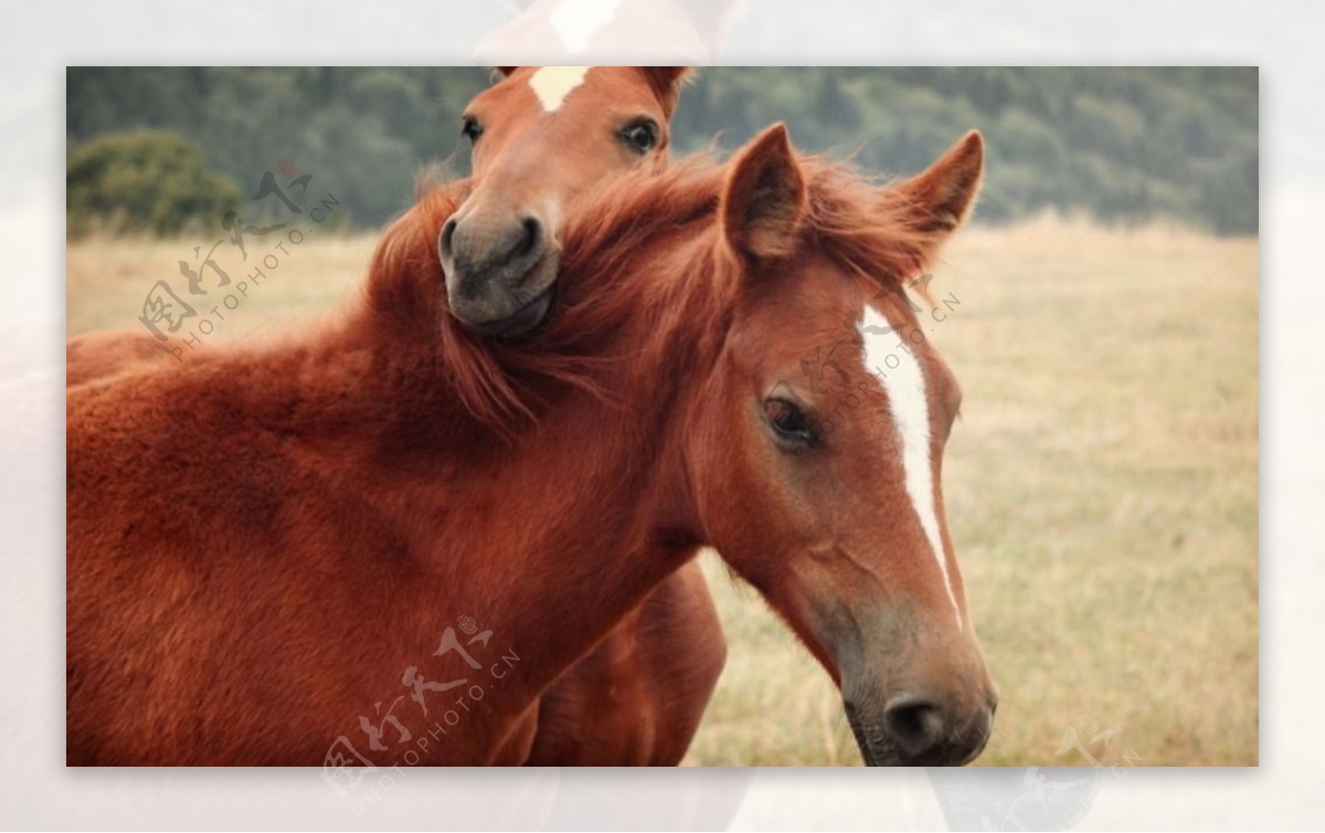 两匹红棕色马