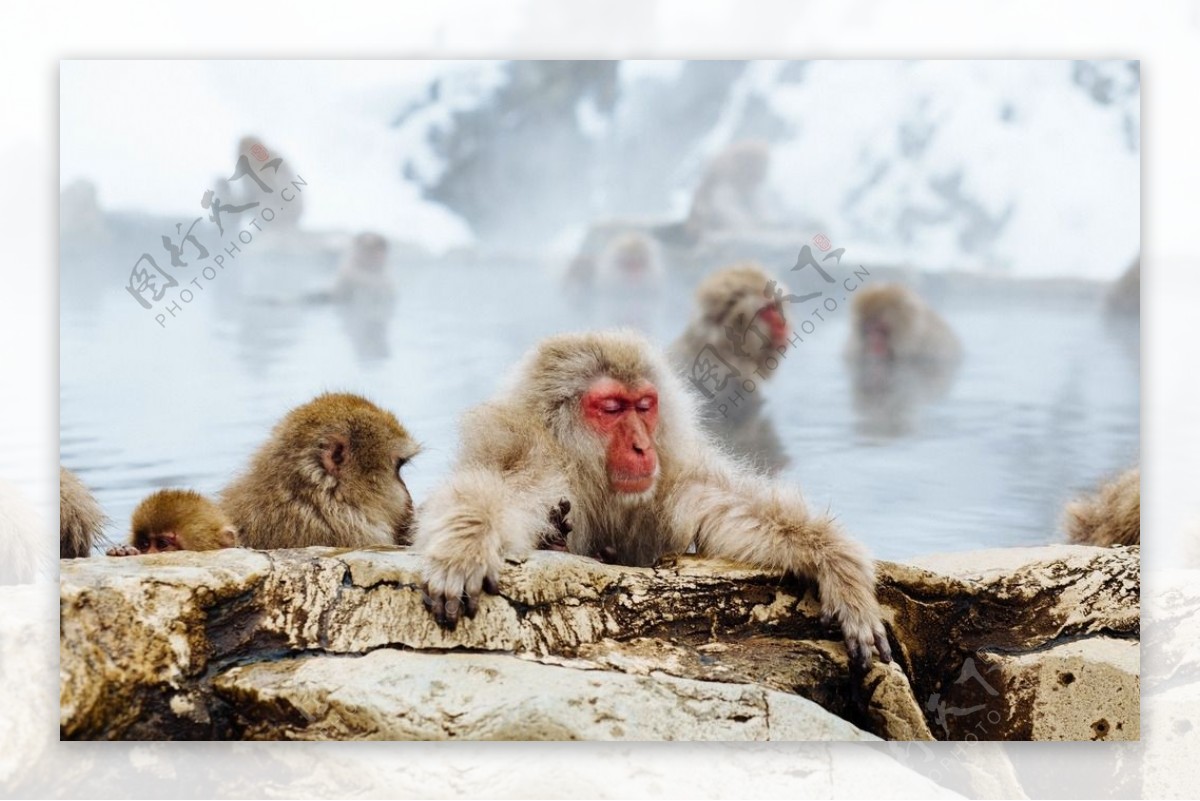 猴子洗澡