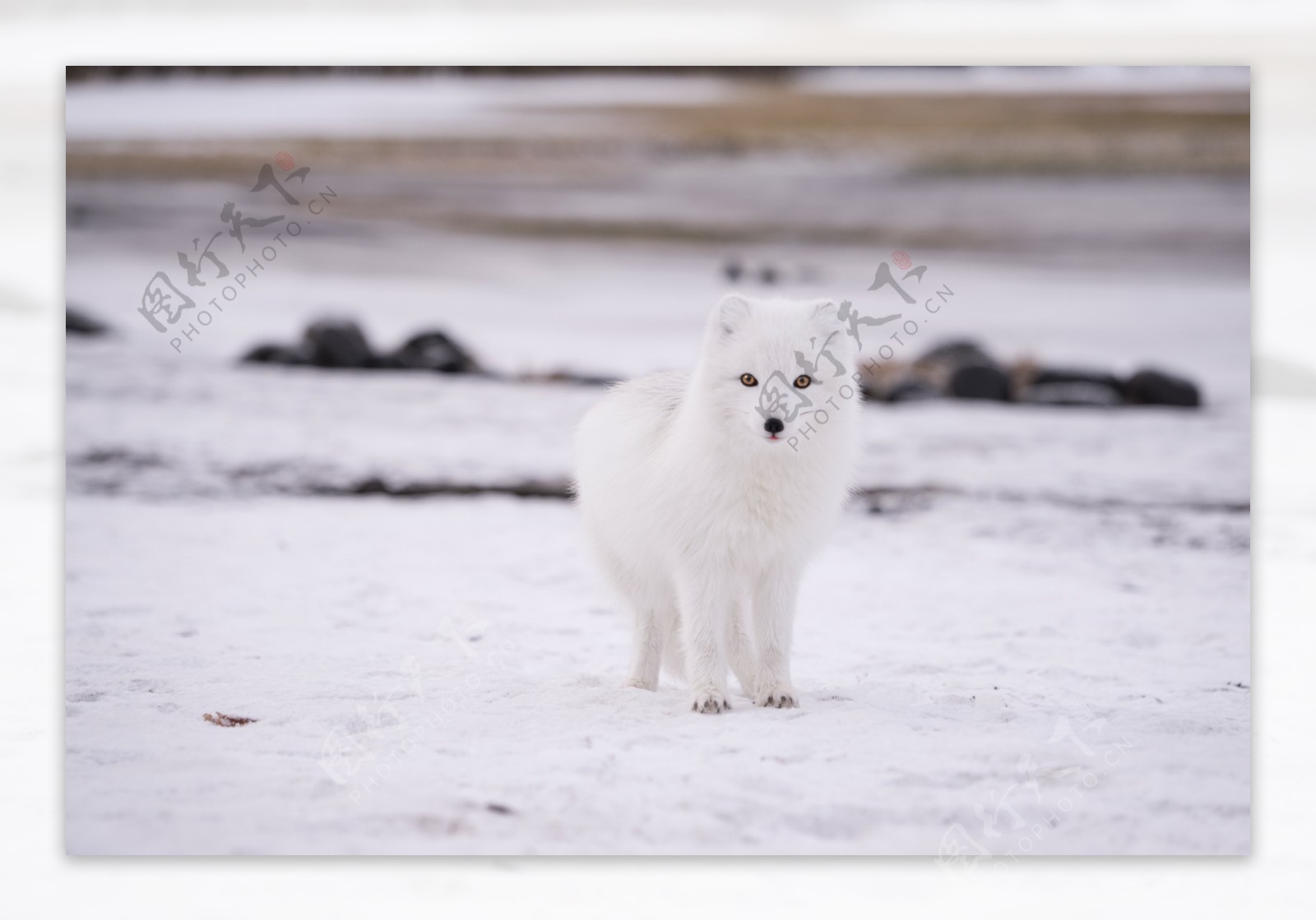 雪地上站着白狐