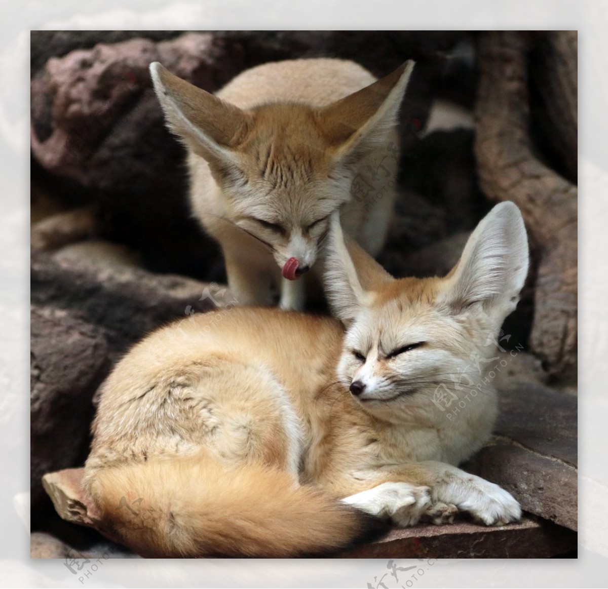 银狐狐狐狸动物食肉动物