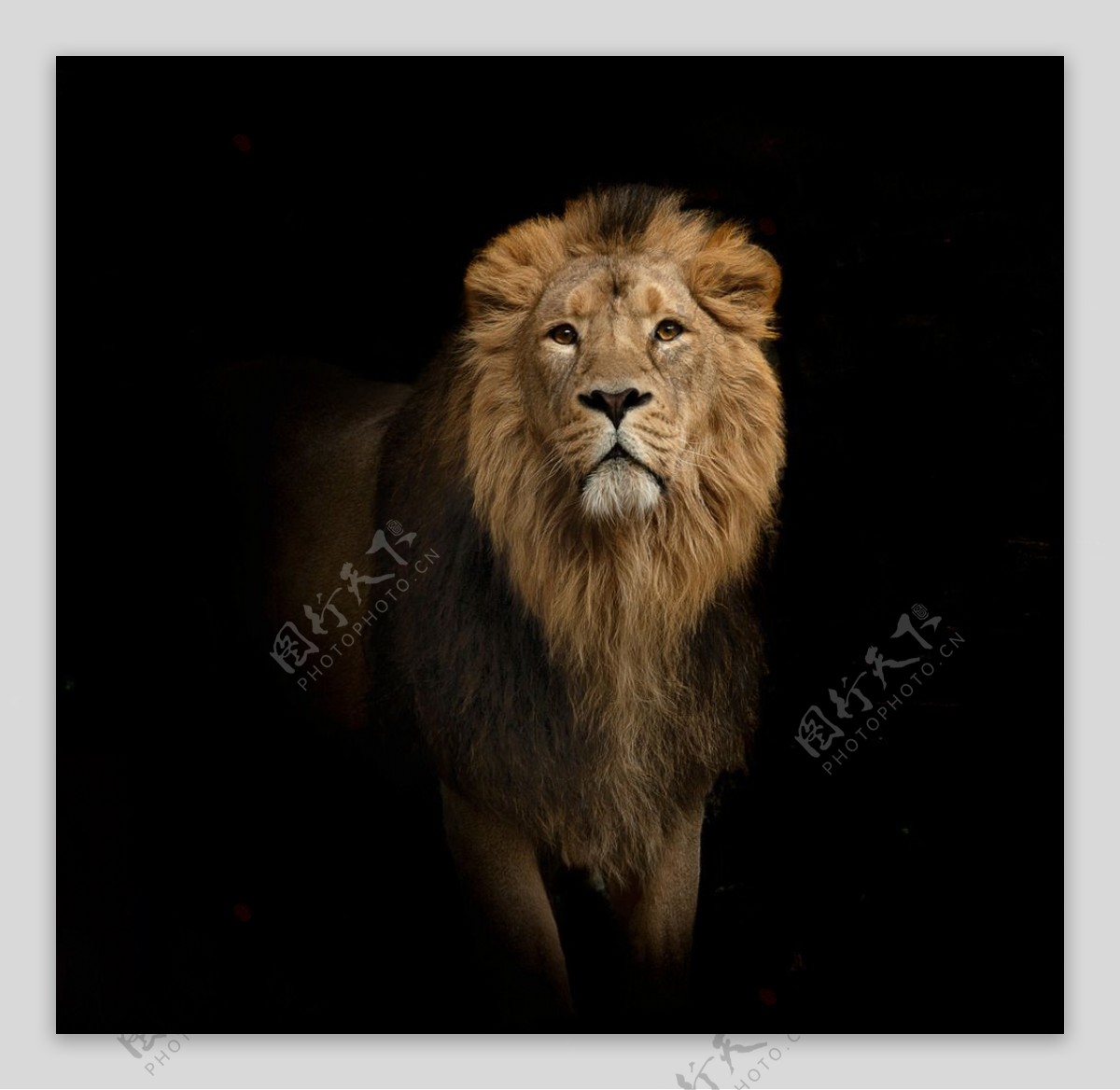 非洲雄狮