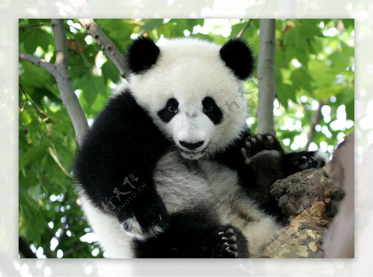 大熊猫高清图
