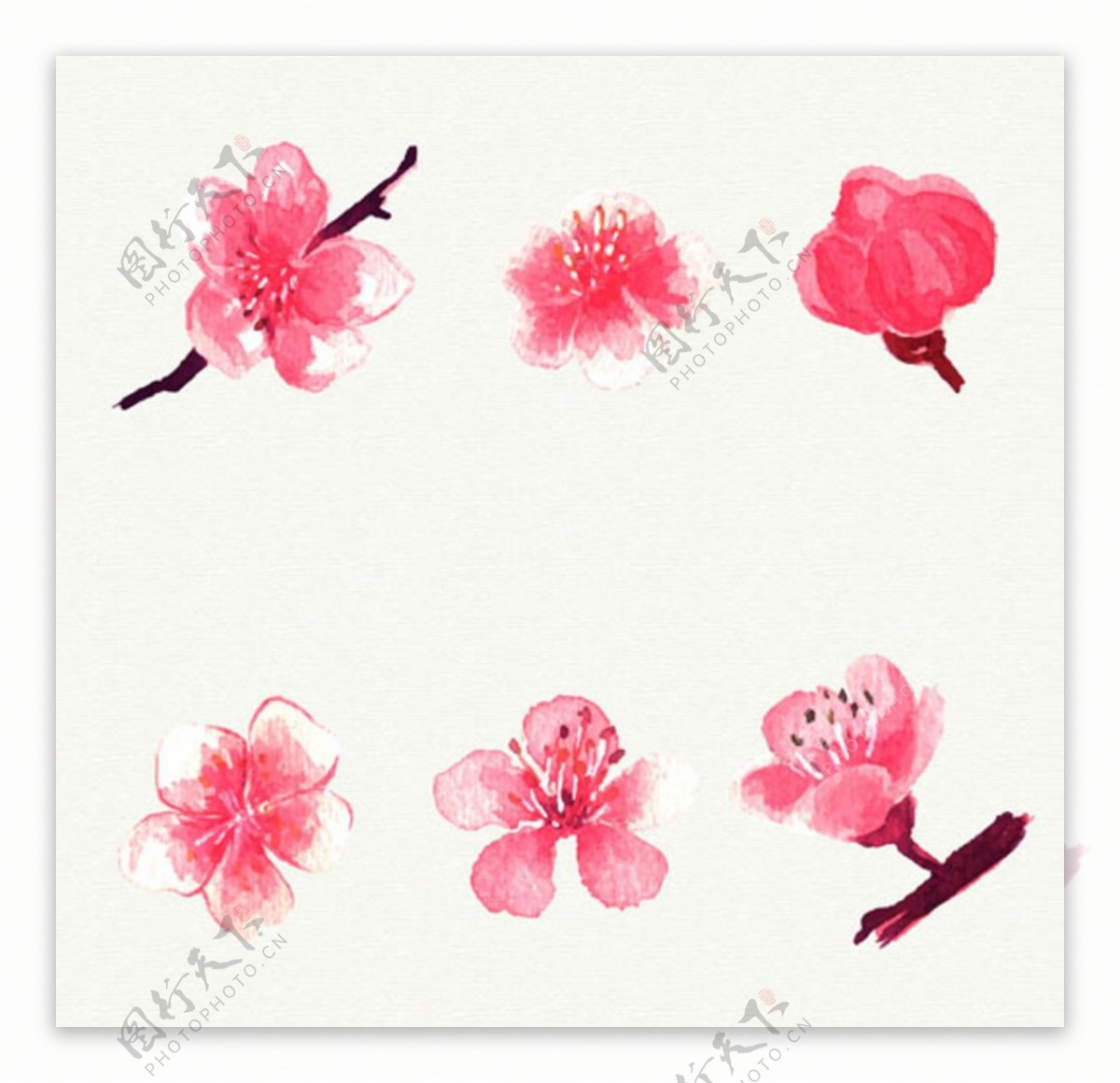 六朵手绘水彩樱花