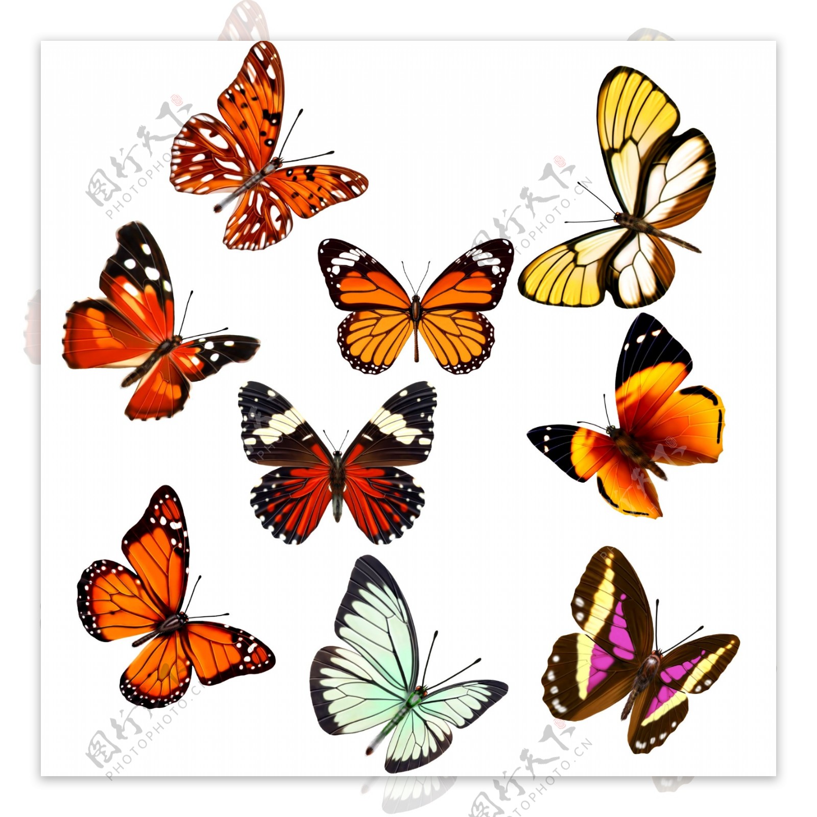 蝴蝶图片素材免费下载 - 觅知网