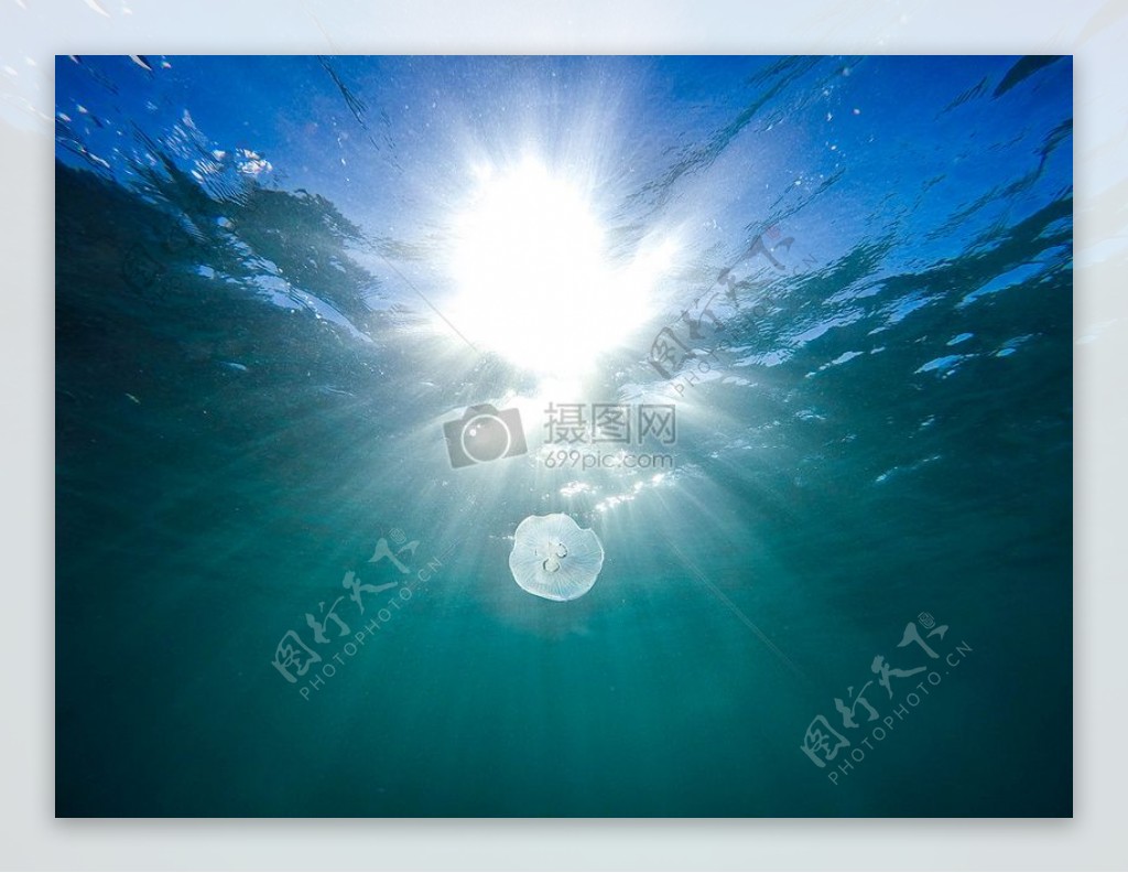 海水鱼水下海蜇动物摄影太阳的光辉