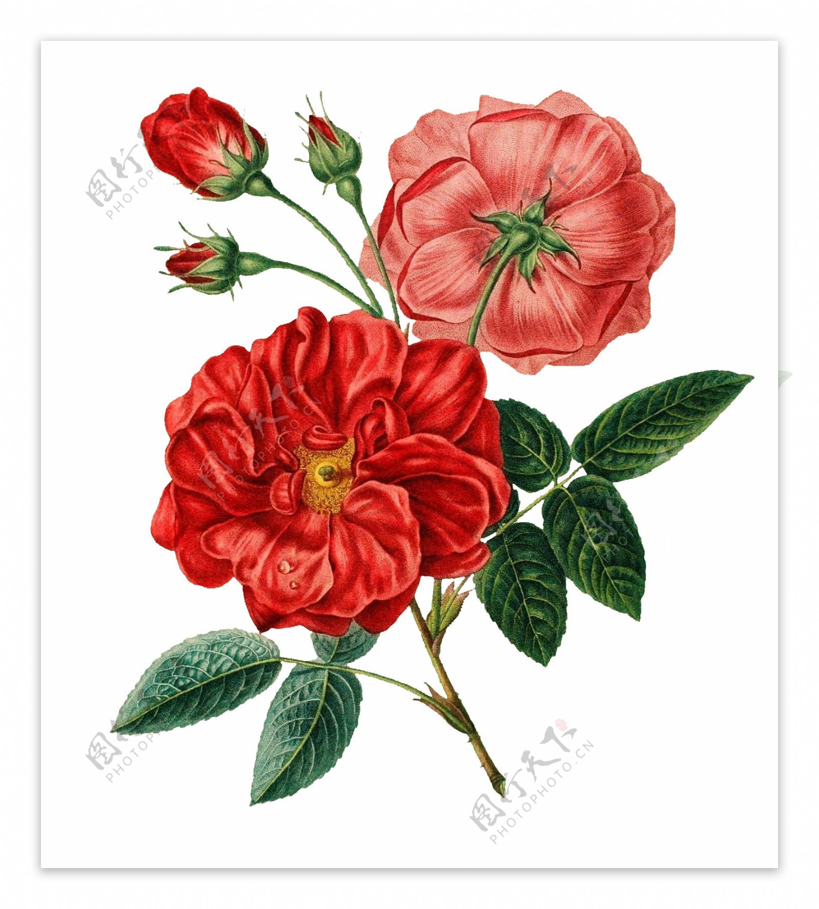手绘红色花朵元素