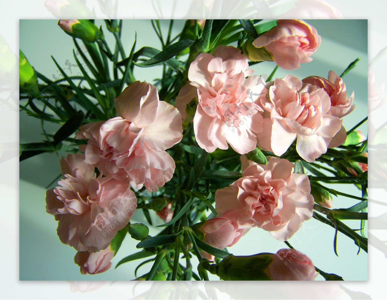 粉色康乃馨高清图片