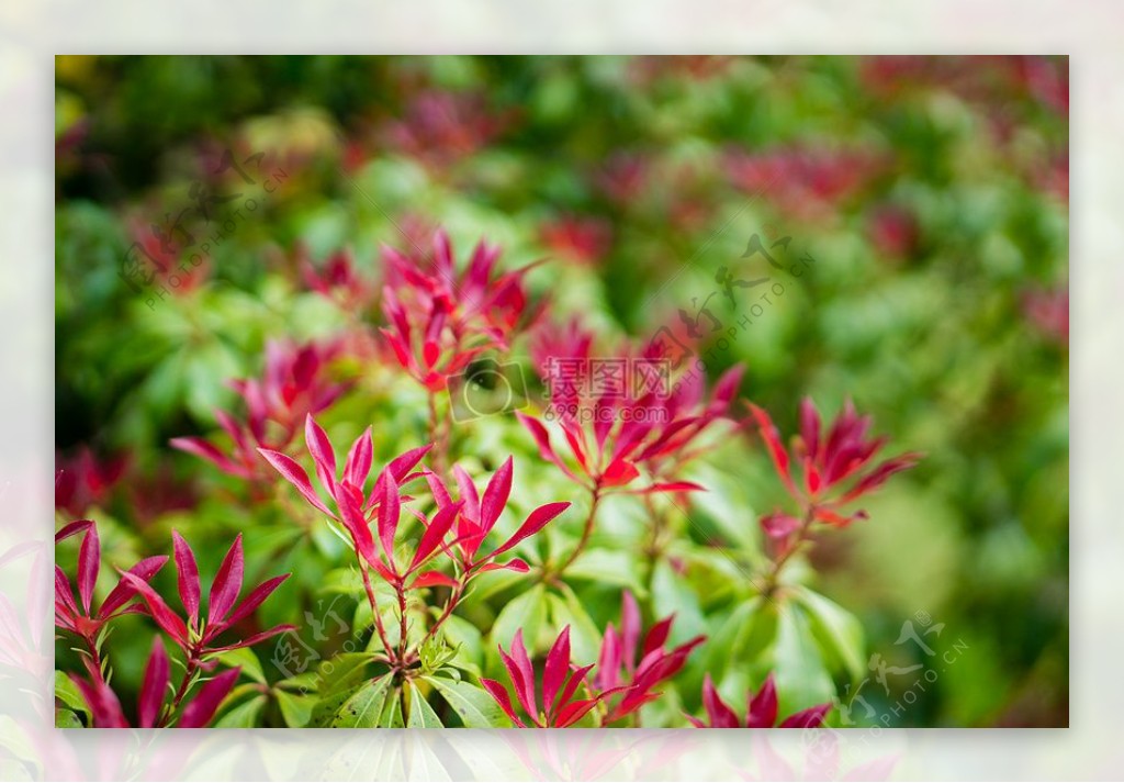 紫瓣花的特写照片