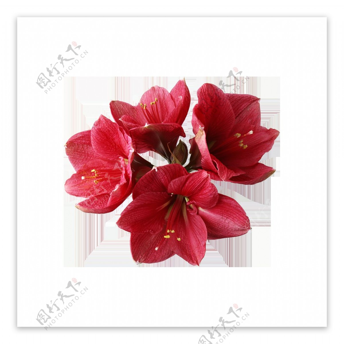 红色花瓣花朵元素
