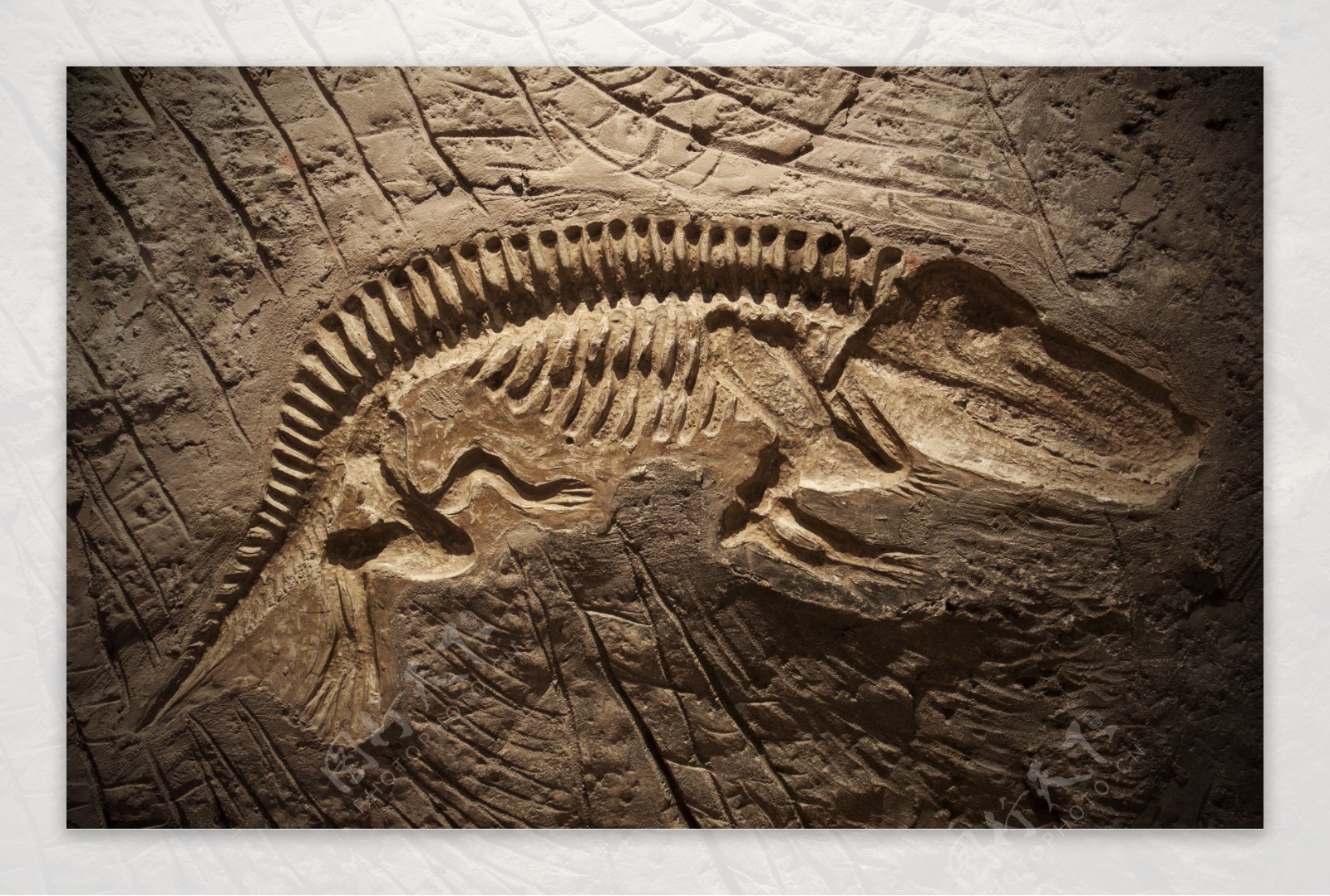 恐龙骨骼化石图片