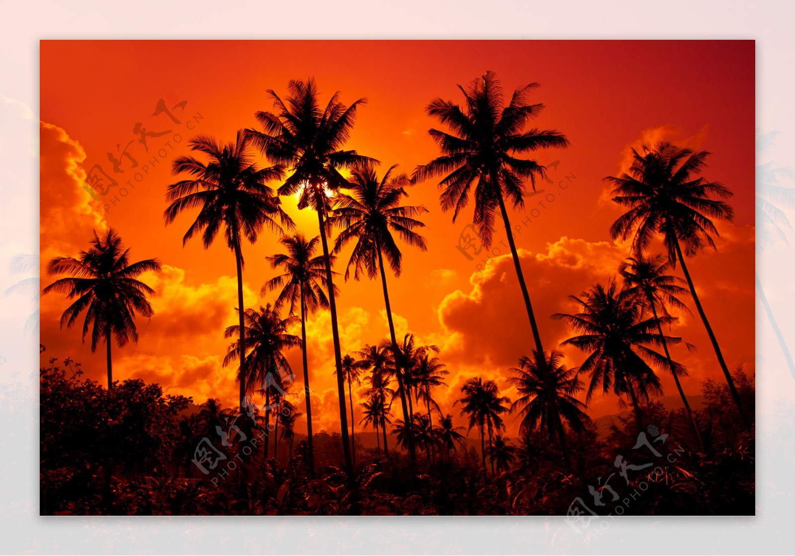 海边落日下的椰子树图片
