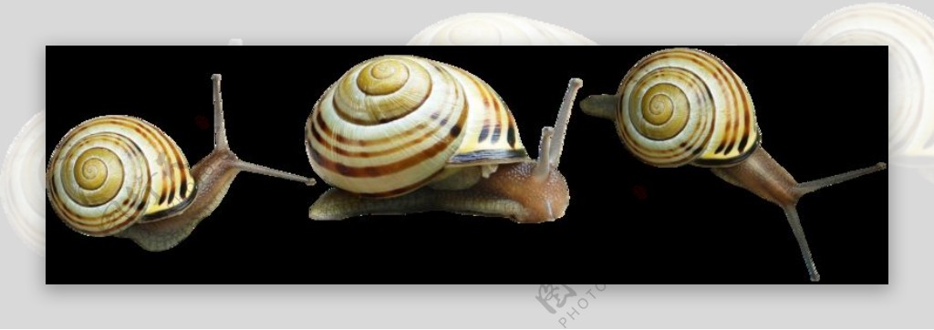 三只蜗牛图片免抠png透明图层素材