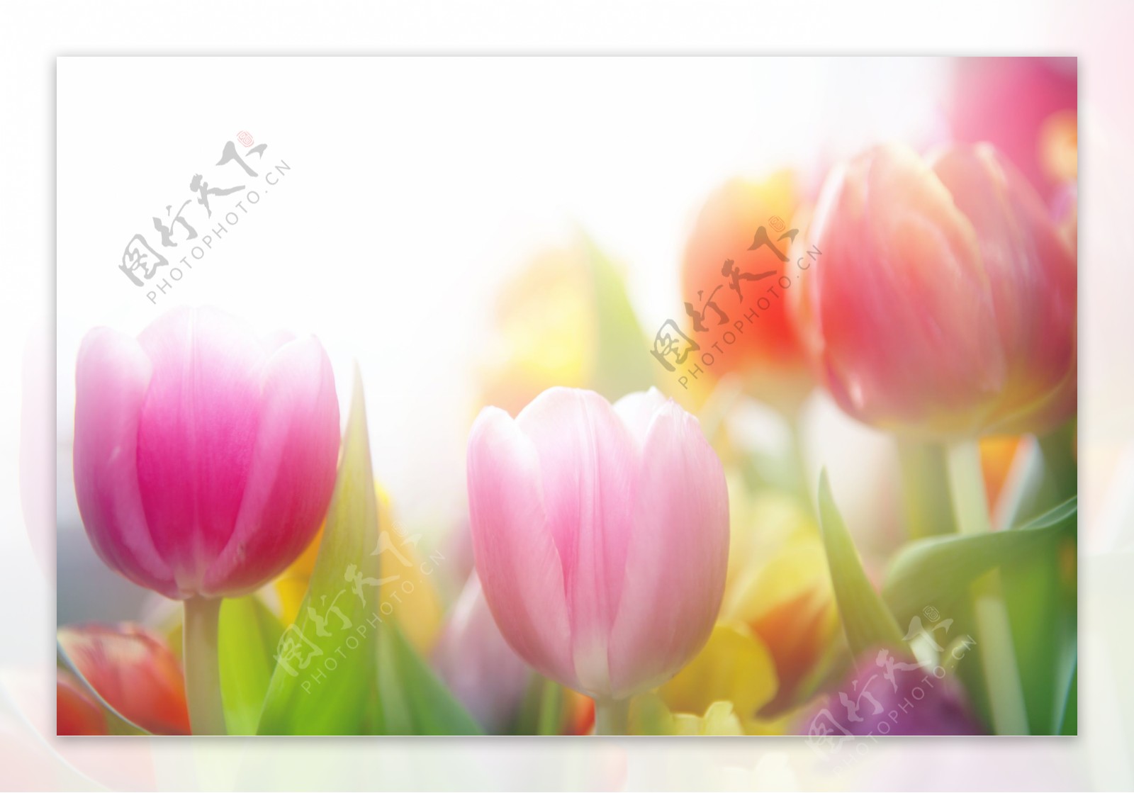 郁金香鲜花背景图片