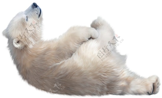 地上打滚的北极熊免抠png透明图层素材
