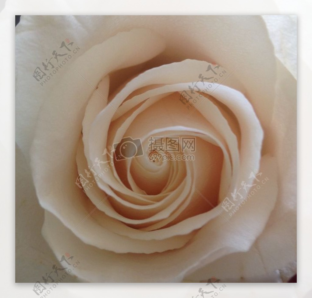 浪漫白色玫瑰白玫瑰软