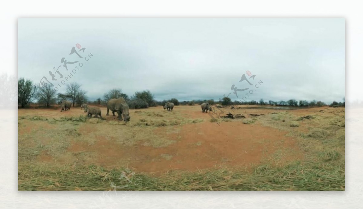 南非犀牛VR视频