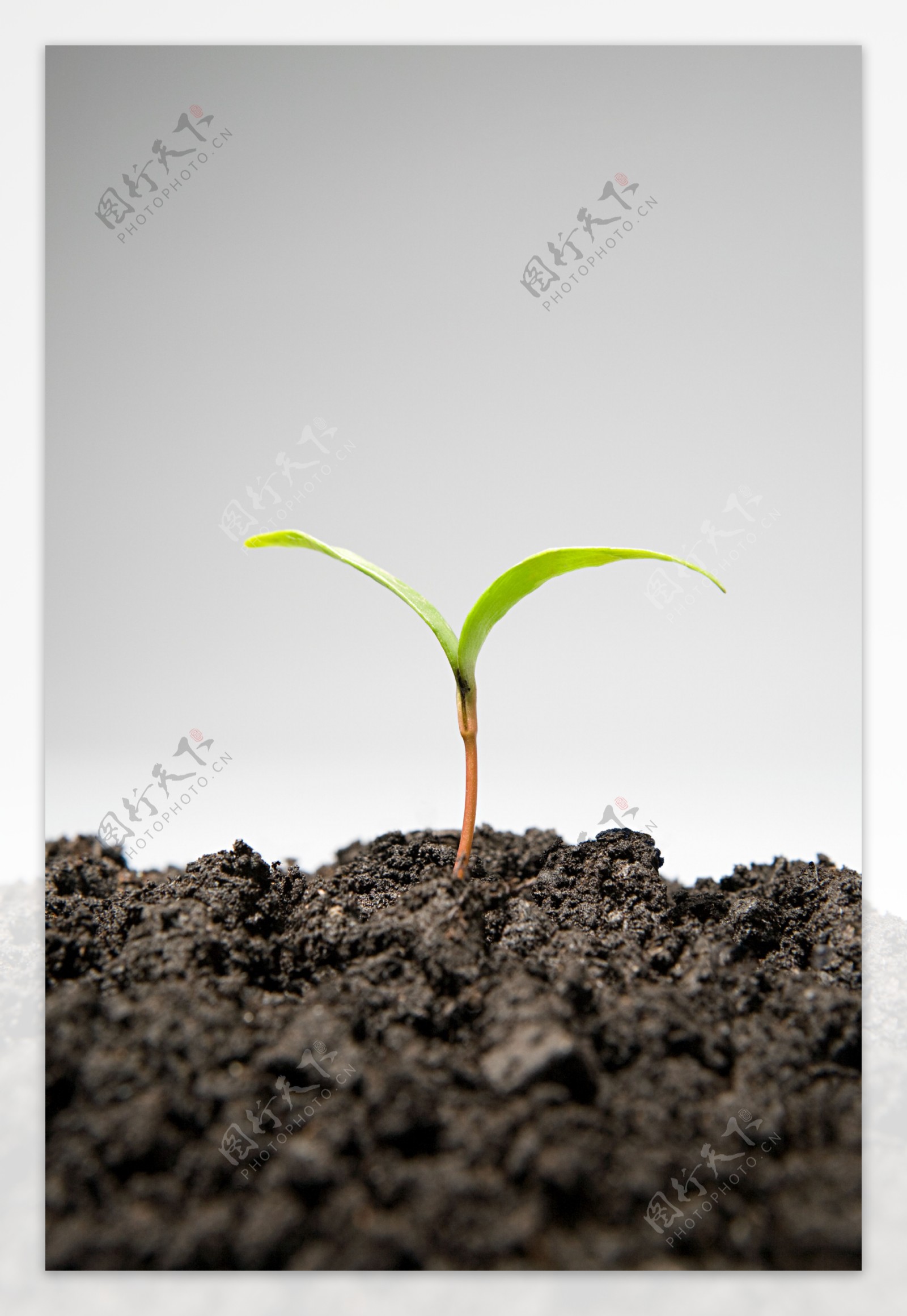 土壤中成长的嫩芽图片